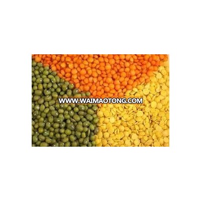 Green Lentils, Red Lentils, Yellow Lentils. crimson red lentils